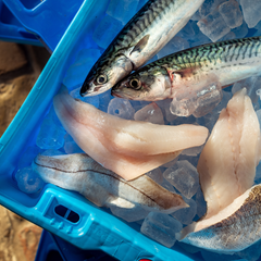 Fresh Fish Boxes - Seafood Delivery | Rick Stein Fresh Fish Boxes - Seafood Delivery | Rick Stein