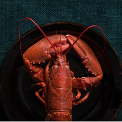 Whole Cooked Lobster - 500g