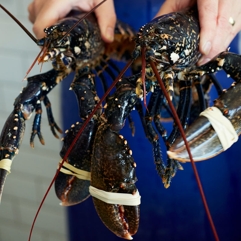 Buy one, set one free - Supporting The National Lobster Hatchery